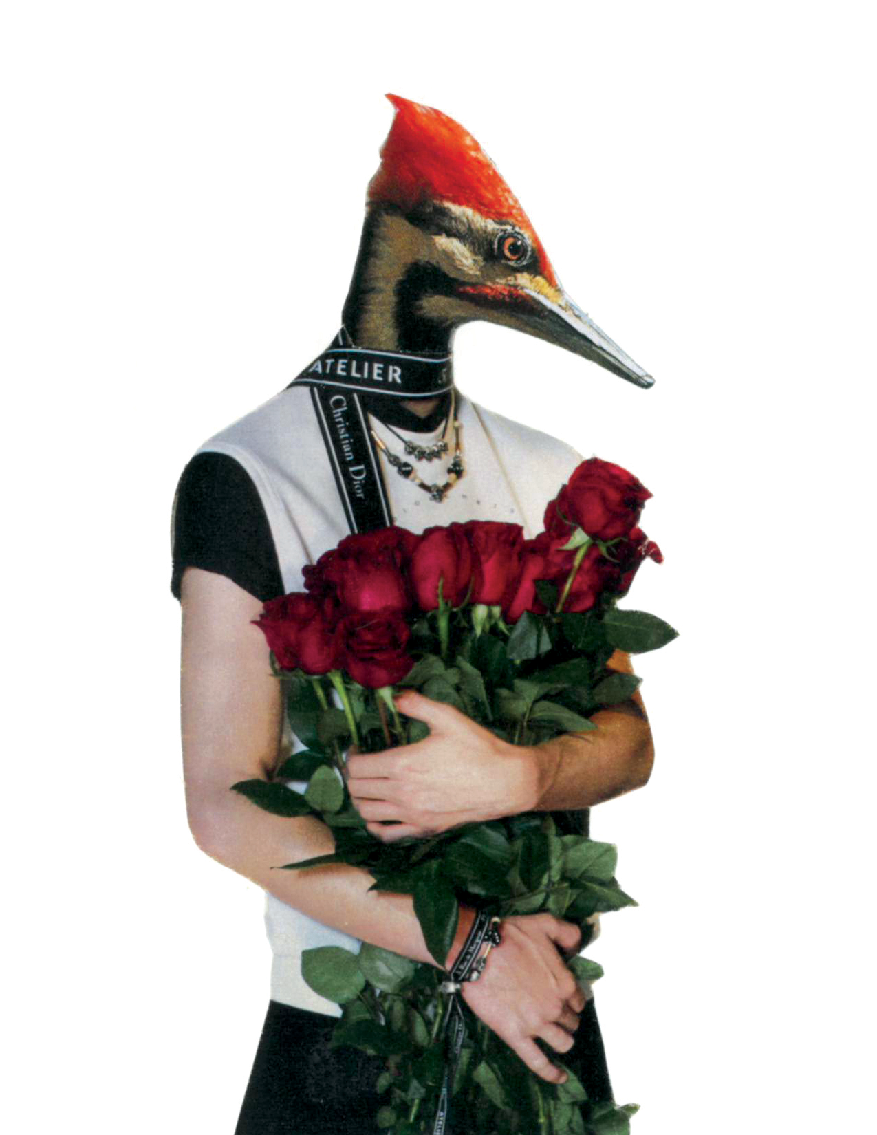 Rare Bird | Wood You Be Mine?