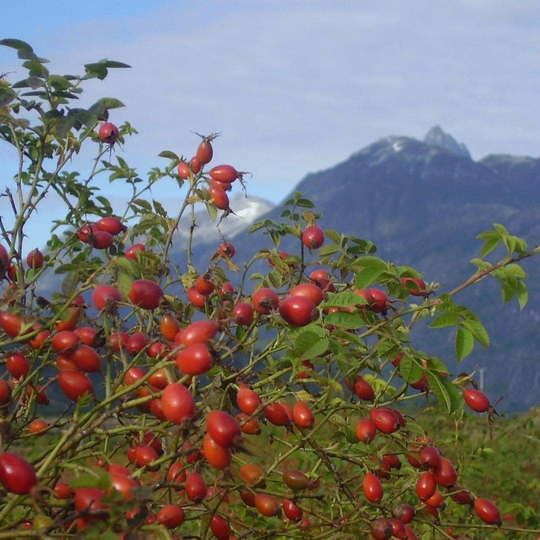Rosehip Oil, 100% Organic - WOO™