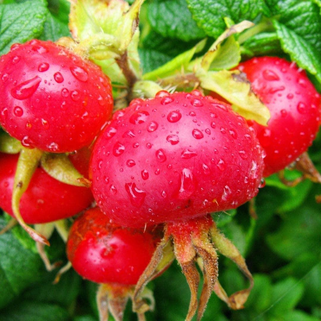 Rosehip Oil, 100% Organic - WOO™