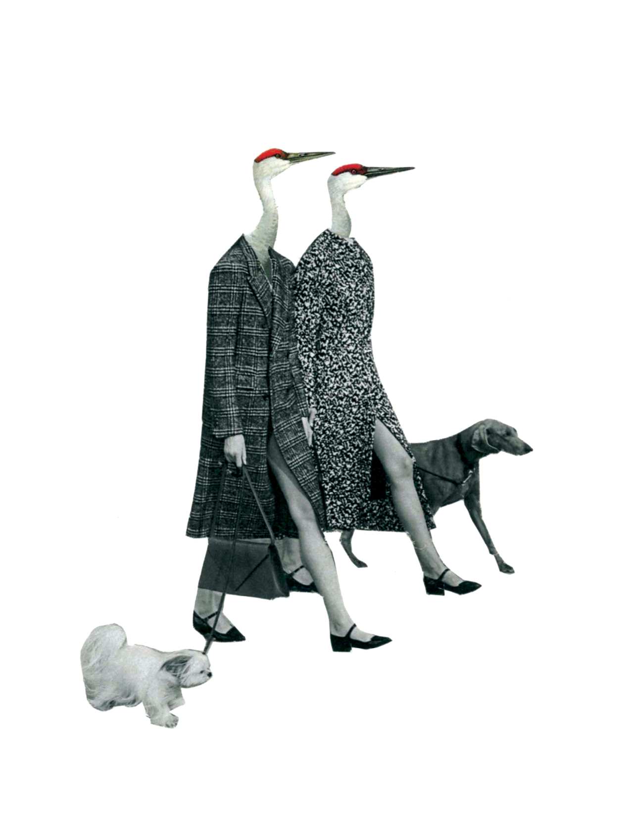 Rare Bird | Walking The Dogs